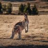 Fauna & Flora - Kangaroos