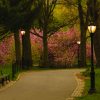 Spring in Central Park