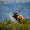 Huge Bull Elk in a Scenic Background.