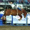 JR Vezain, Cross Fire, during the third performance of the Cody PRCA rodeo. Photo by Andy Watson
